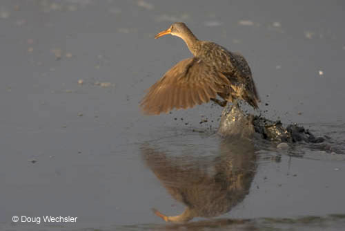 Clapper Rail  _F2B2753 w02-47-043.jpg - 31838 Bytes